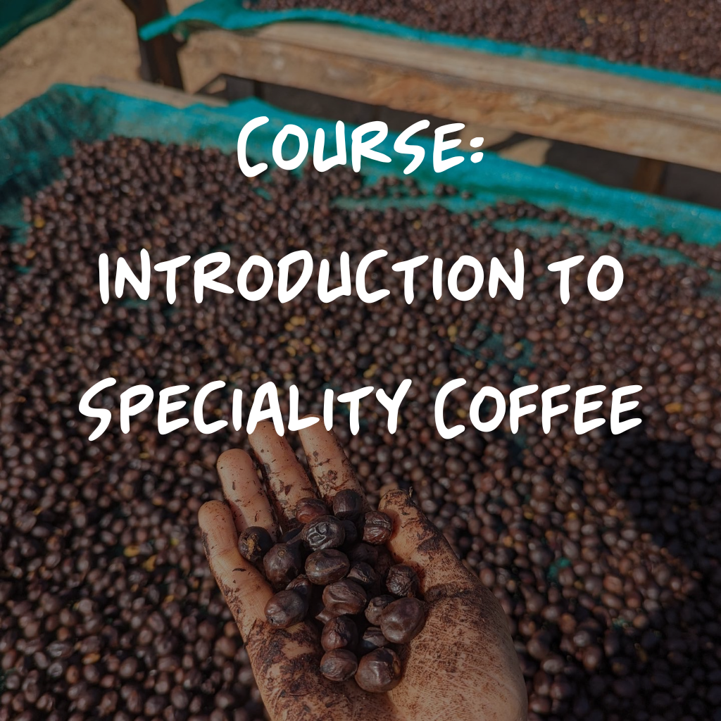 Course - Introduction to speciality coffee