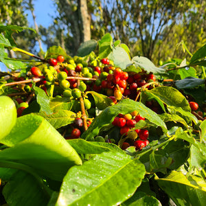 Pulney Coffee (Washed) - Pulney Hills - Medium Roast